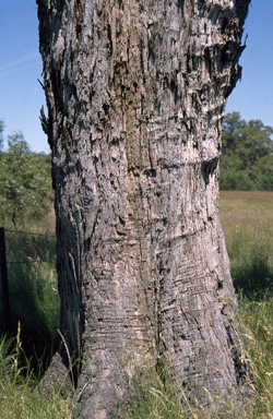 APII jpeg image of Eucalyptus aggregata  © contact APII