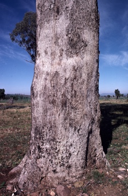 APII jpeg image of Eucalyptus albens  © contact APII