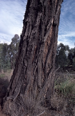 APII jpeg image of Eucalyptus x beyeri  © contact APII