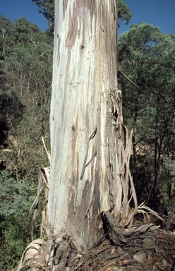 APII jpeg image of Eucalyptus globulus subsp. bicostata  © contact APII