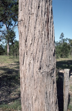 APII jpeg image of Eucalyptus camfieldii  © contact APII