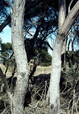 APII jpeg image of Eucalyptus cneorifolia  © contact APII