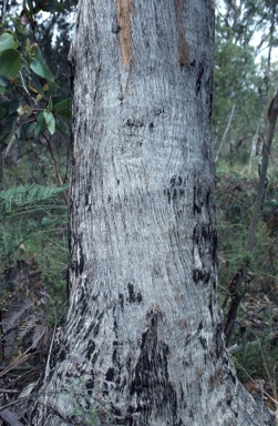 APII jpeg image of Eucalyptus consideniana  © contact APII