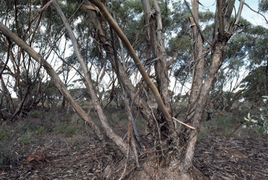 APII jpeg image of Eucalyptus cyanophylla  © contact APII