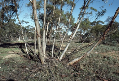 APII jpeg image of Eucalyptus dumosa  © contact APII