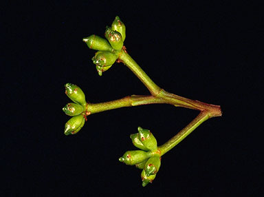 APII jpeg image of Corymbia eximia  © contact APII