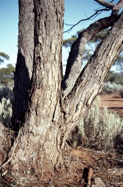 APII jpeg image of Eucalyptus oleosa subsp. oleosa  © contact APII