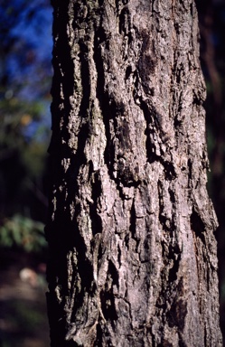 APII jpeg image of Eucalyptus paniculata  © contact APII
