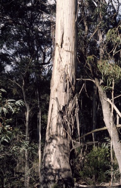 APII jpeg image of Eucalyptus fraxinoides  © contact APII