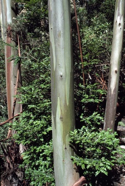 APII jpeg image of Eucalyptus glaucescens  © contact APII