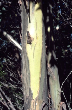 APII jpeg image of Eucalyptus johnstonii  © contact APII