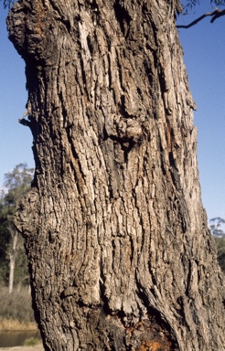 APII jpeg image of Eucalyptus macarthuri  © contact APII