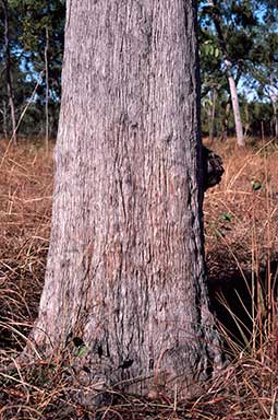 APII jpeg image of Eucalyptus tetrodonta  © contact APII