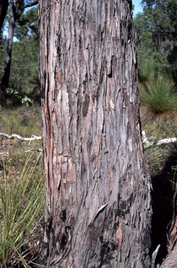 APII jpeg image of Eucalyptus marginata subsp. marginata  © contact APII