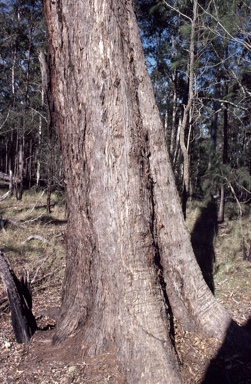 APII jpeg image of Eucalyptus microcorys  © contact APII