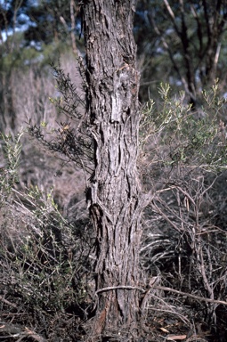 APII jpeg image of Eucalyptus melanophitra  © contact APII