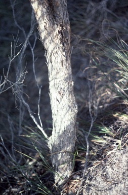 APII jpeg image of Eucalyptus merrickiae  © contact APII