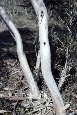 APII jpeg image of Eucalyptus micranthera  © contact APII