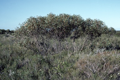 APII jpeg image of Eucalyptus micranthera  © contact APII