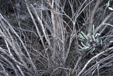 APII jpeg image of Eucalyptus misella  © contact APII