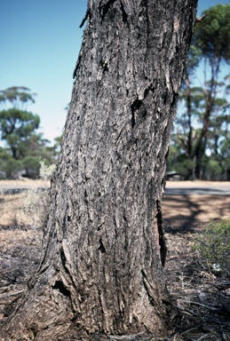 APII jpeg image of Eucalyptus melanoxylon  © contact APII