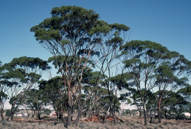 APII jpeg image of Eucalyptus myriadena  © contact APII