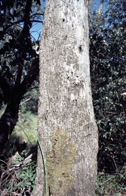 APII jpeg image of Eucalyptus neglecta  © contact APII