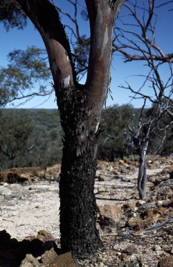 APII jpeg image of Eucalyptus nigrifunda  © contact APII