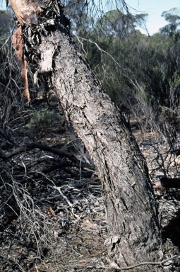 APII jpeg image of Eucalyptus oldfieldii  © contact APII