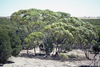 APII jpeg image of Eucalyptus oleosa subsp. oleosa  © contact APII