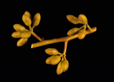 APII jpeg image of Eucalyptus oleosa subsp. oleosa  © contact APII