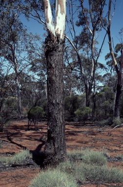 APII jpeg image of Eucalyptus hypolaena  © contact APII