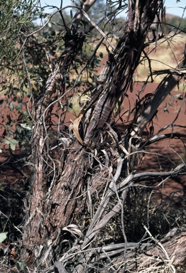 APII jpeg image of Eucalyptus oxymitra  © contact APII