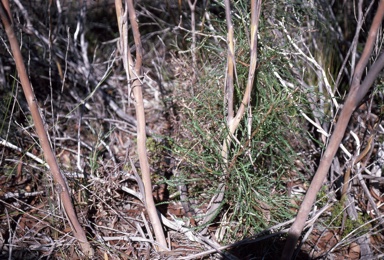 APII jpeg image of Eucalyptus pachyloma  © contact APII
