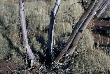 APII jpeg image of Eucalyptus pachyphylla  © contact APII