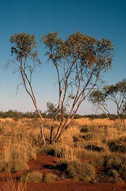 APII jpeg image of Eucalyptus pachyphylla  © contact APII