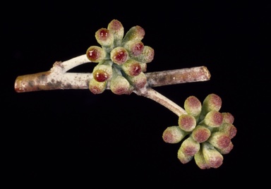 APII jpeg image of Eucalyptus pauciflora subsp. niphophila  © contact APII