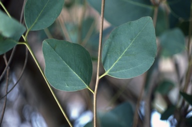 APII jpeg image of Eucalyptus petiolaris  © contact APII