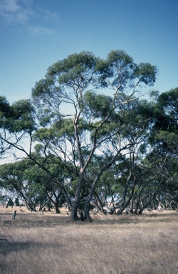 APII jpeg image of Eucalyptus petiolaris  © contact APII