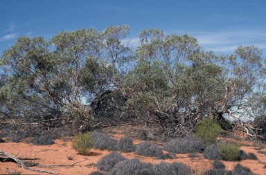 APII jpeg image of Eucalyptus eremicola subsp. peeneri  © contact APII