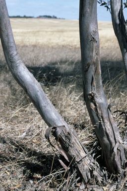 APII jpeg image of Eucalyptus peninsularis  © contact APII