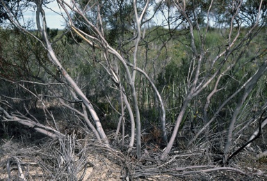 APII jpeg image of Eucalyptus perangusta  © contact APII