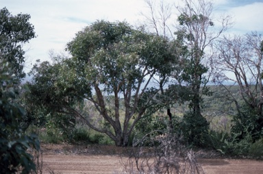 APII jpeg image of Eucalyptus x phylacis  © contact APII