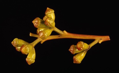 APII jpeg image of Eucalyptus pileata  © contact APII