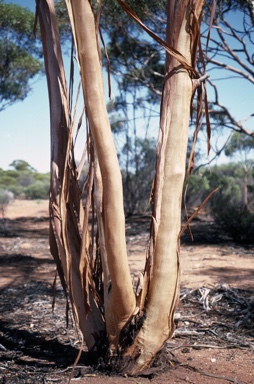 APII jpeg image of Eucalyptus pileata  © contact APII