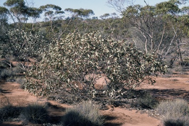 APII jpeg image of Eucalyptus pimpiniana  © contact APII
