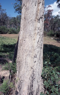 APII jpeg image of Eucalyptus piperita subsp. urceolaris  © contact APII