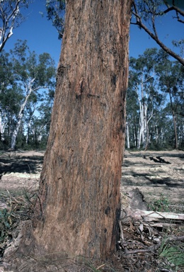 APII jpeg image of Eucalyptus planchoniana  © contact APII