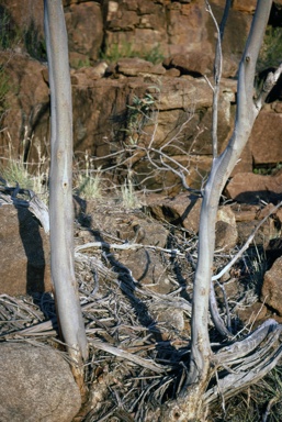 APII jpeg image of Eucalyptus platydisca  © contact APII