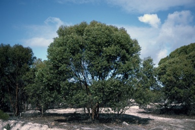APII jpeg image of Eucalyptus platypus  © contact APII